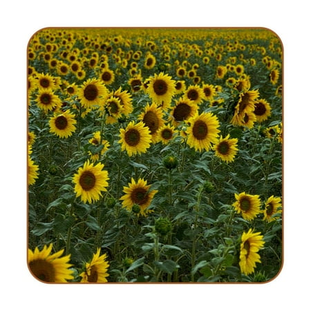 

OWNTA Sunflower Field Yellow Agriculture Bloom Plant Pattern Premium 6-Piece Square Coaster Set in Microfiber Leather - Non-Slip & Absorbent Cup Mats