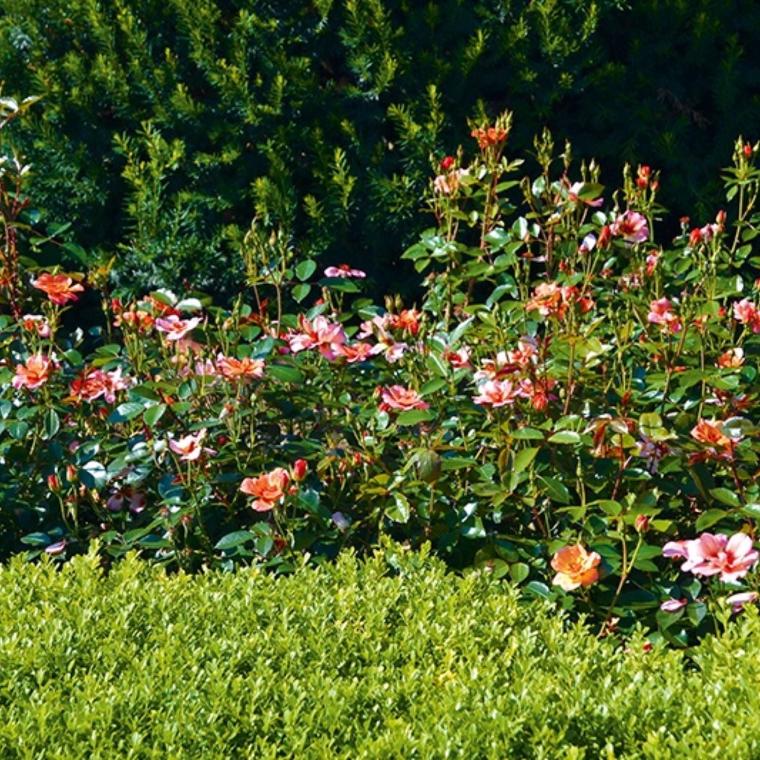 Expert Gardener 12-18" Peach Flower Carpet® Groundcover Rose with Orange Flowers Live Tree in 1 gal. Grower Pot