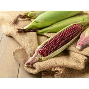 35 Seeds BLOODY BUTCHER Red CORN Edible & Ornamental Heirloom Zea Mays Vegetable Seeds