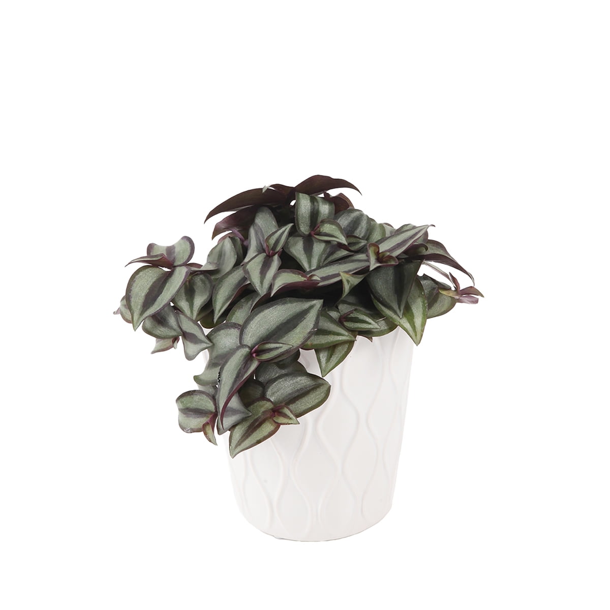 Wild Interiors Live Plants Live Tradescantia Zebrina Potted Plant Easy Care Vining Plant With Green Purple Silver Leaves In 5 White Ceramic Pot Perfect For Home Decor Walmart Com Walmart Com Wild Interiors Live Plants Live Tradescantia Zebrina Potted Plant Easy Care Vining Plant With Green Purple Silver Leaves In 5 White Ceramic Pot Perfect For Home Decor Walmart Com Walmart Com