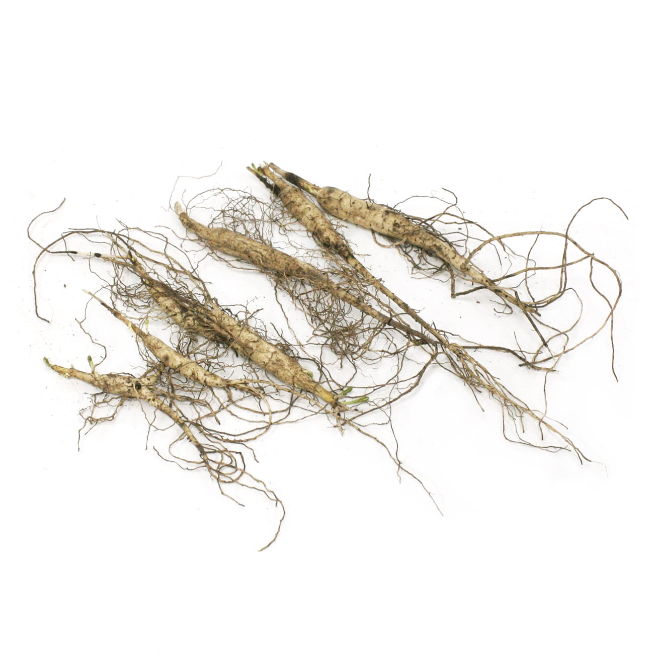 Van Zyverden Asclepias Tuberosa Support The Monarchs 5 Plant Roots Orange Full Sun Easy to Grow 1lb