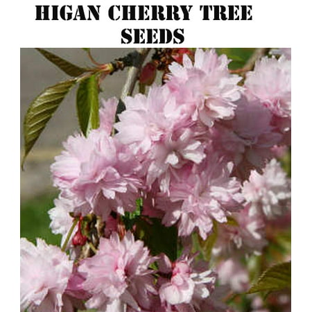 10 Higan Cherry Tree Seeds