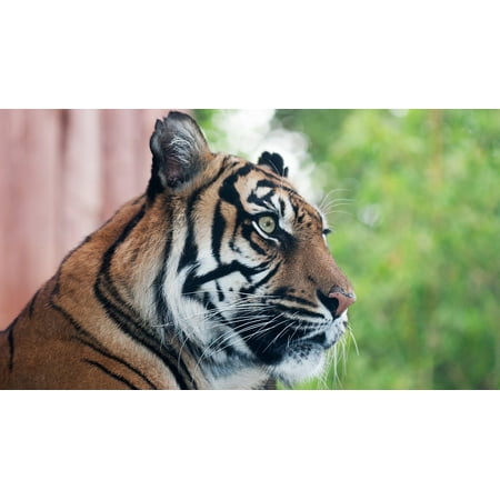 - LAMINATED POSTER Tiger London Travel London Zoo Poster Print 24 x 36