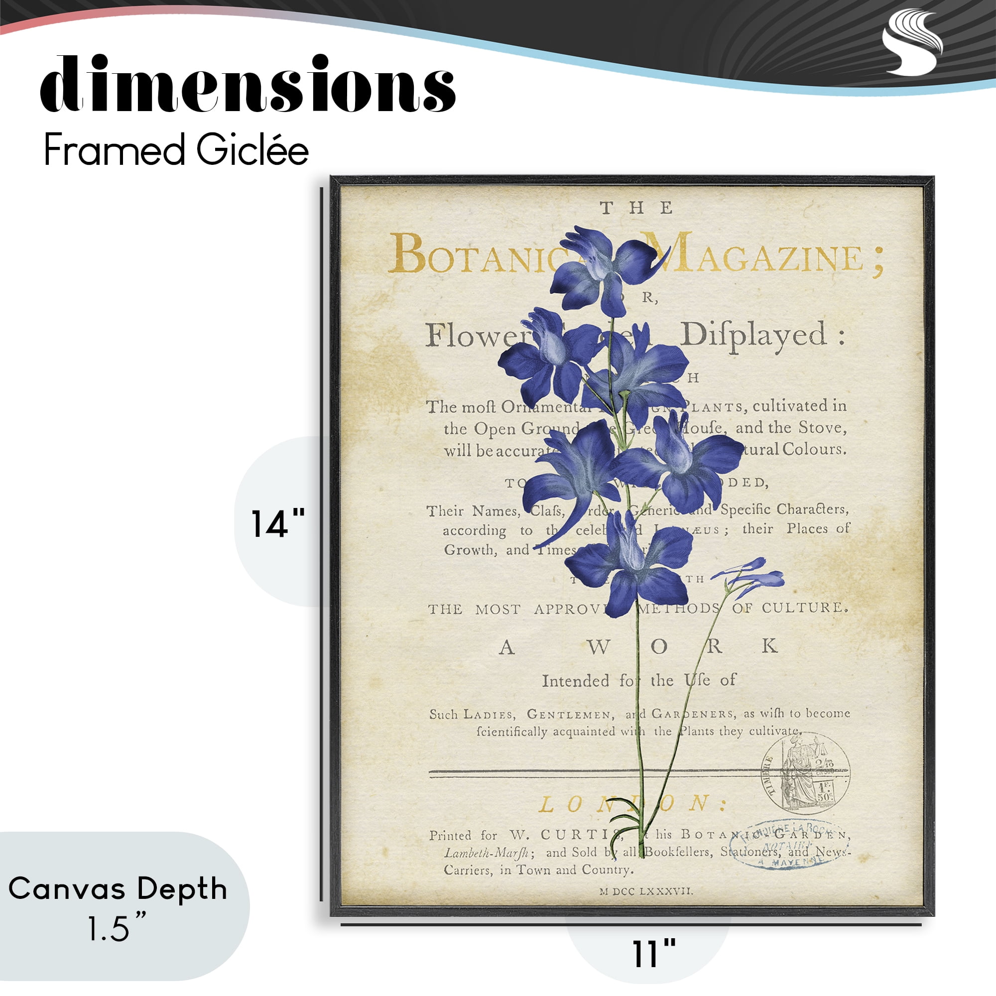 Stupell Industries Natural Botanic Garden Flower Black Framed Giclee Art, design by Susan Arnot