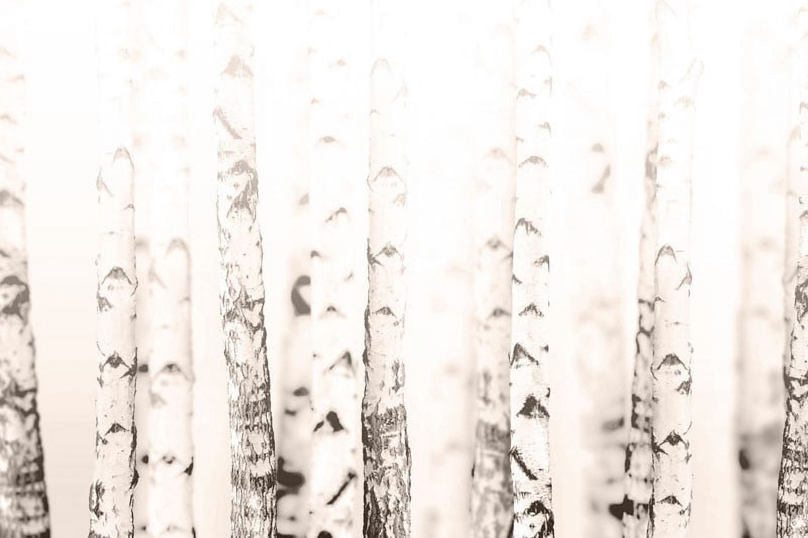 Birchwood Painting Print on Wrapped Canvas