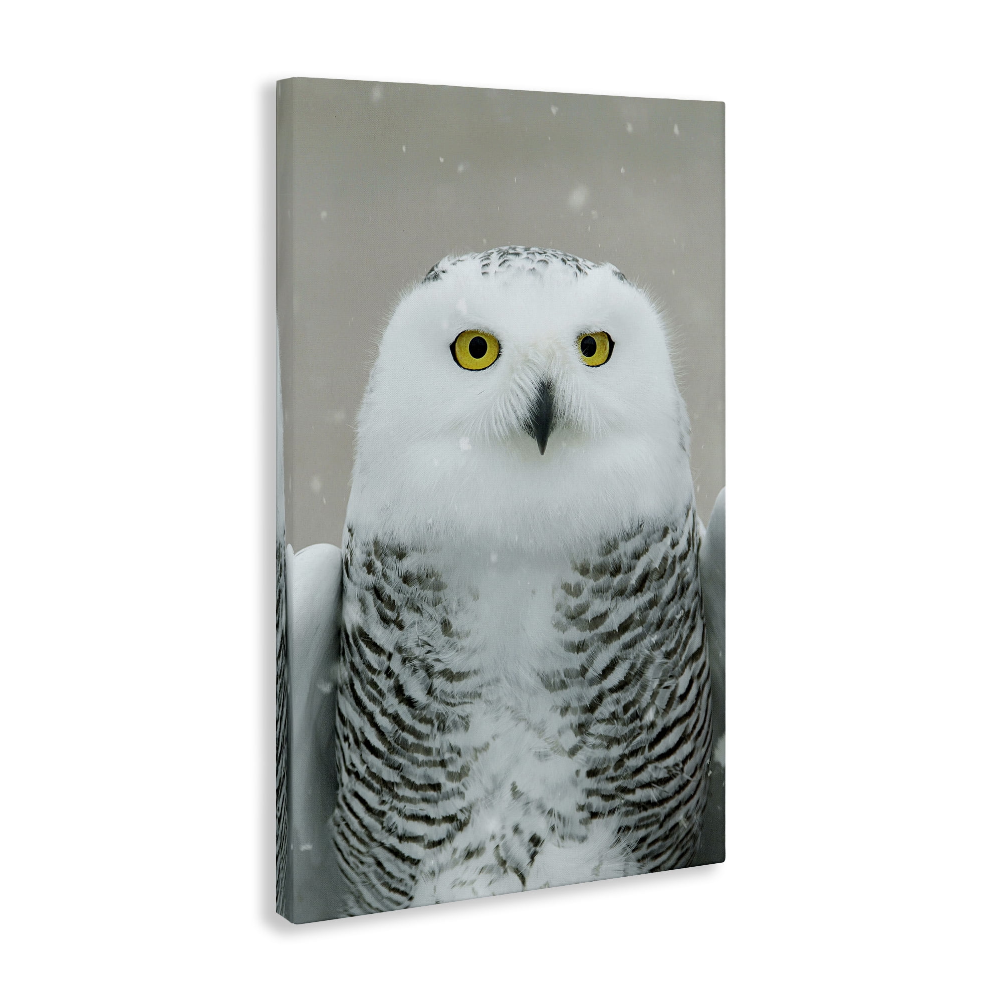 Stupell Industries Snowy Owl Portrait Animals & Insects Photography Gallery Wrapped Canvas Art Print Wall Art, 24 x 36