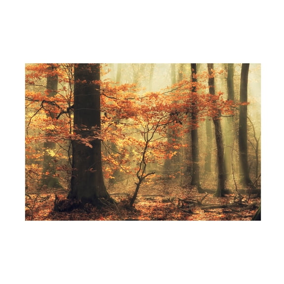 Anton van Dongen 'Soft Fall' Canvas Art