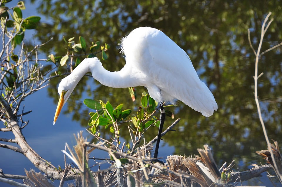Nature Wild Wildlife Bird Egret Florida White-12 Inch BY 18 Inch Laminated ...