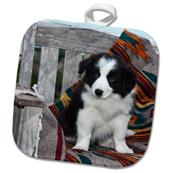 3dRose, Border Collie Puppy sitting, 8x8 Potholder