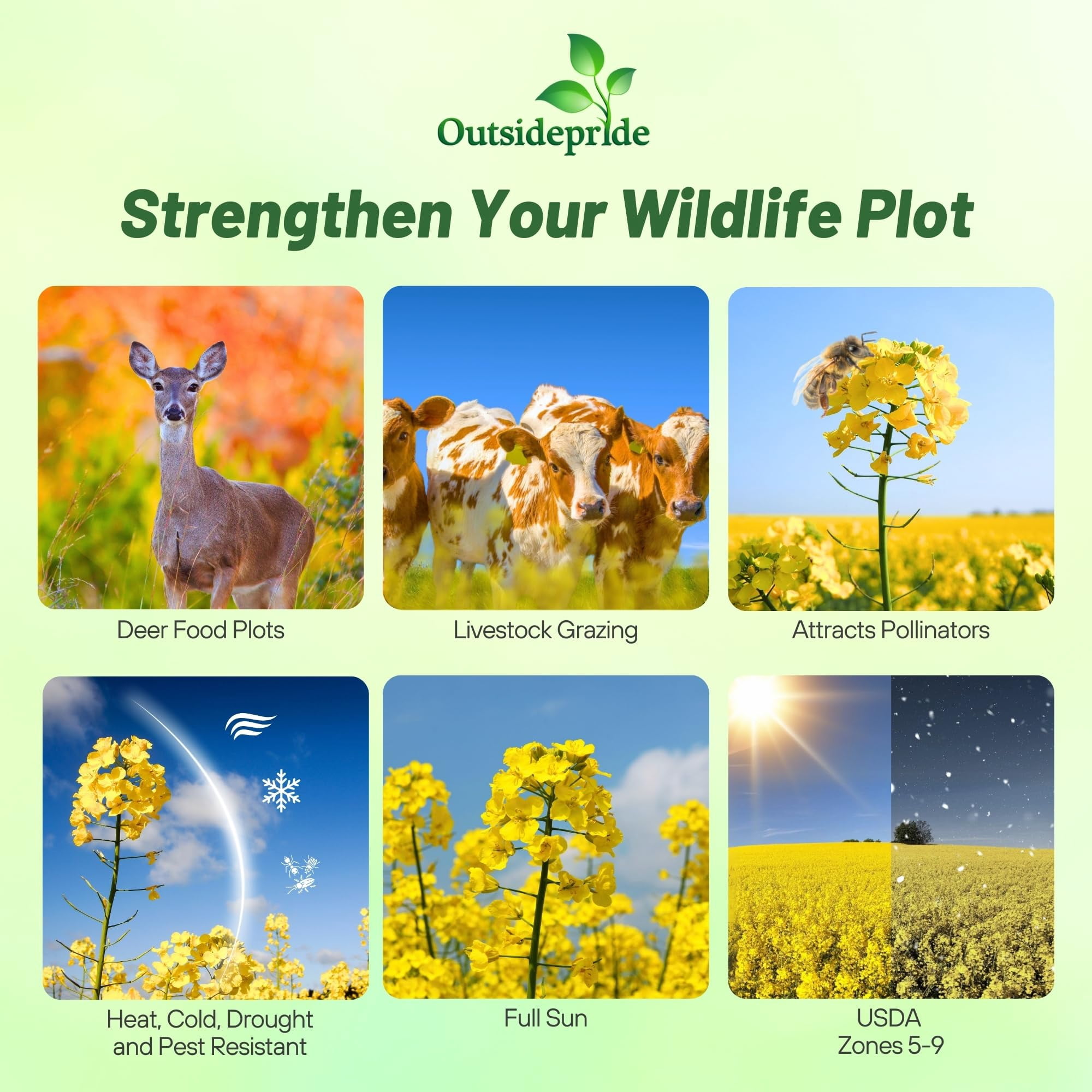 Outsidepride forage Rape Plant Seeds, Frost Resistant, High Protein