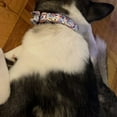 thumbnail image 4 of Collar y correa para perro con hebilla dorada fuerte ajustable con hermosa pajarita y ribete floral MFZFUKR CPB-US-YY32-1, 4 of 5