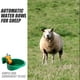 thumbnail image 3 of Dispensador automático de agua para ovejas y cabras Bebedero para ganado Bebedero para animales de granja Comedero para ovejas Bebedero automático para animales Bebedero para ganado vacuno y ovino, 3 of 7
