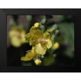 thumbnail image 2 of Bonin, Suzanne 18x15 Black Modern Framed Museum Art Print Titled - Dark Mullein, 2 of 5