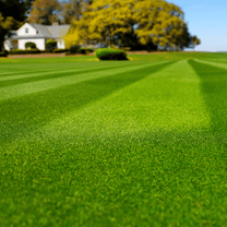 10000 Emerald Zoysia Grass Seed for Lawn, Low Maintenance, Green Zoysia Seeds