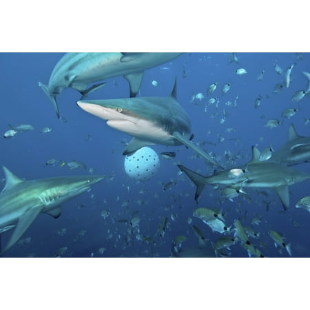 Several oceanic blacktip sharks fighting for food near a bait ball filled with sardines Aliwal Shoal Umkomaas KwaZulu-Natal South Africa Poster