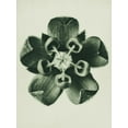 thumbnail image 2 of Blossfeldt, Karl 19x24 Gold Ornate Wood Framed with Double Matting Museum Art Print Titled - Asclepias Syriaca (Common Milkweed), 2 of 4