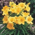 thumbnail image 3 of Daylily Stella D' Oro I 30 Live 3 Inch Pots I Hemerocallis  Yellow Flowers I Rich Golden Blooms, Perennial Garden Jewel, Easy-to-Grow for Year-Round Beauty, 3 of 9