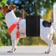 thumbnail image 4 of WEUVEB Arnés Negro Para Perros Con Asa Portátil Y Soporte Trasero Para Perros Lesionados Y Mayores, 4 of 7