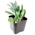 thumbnail image 6 of Kalanchoe Lavender Scallops (4"+ Clay Pot) - Bryophyllum fedtschenkoi - Tiny, Lovely, Easy to Care Succulent for Beginners - Live Healthy Succulent for Home Office, 6 of 7