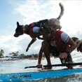 thumbnail image 5 of Chaleco Reflectante De Rescate Para Perros Naranja S, 5 of 5