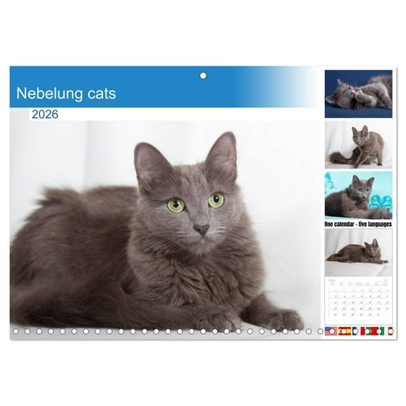 Nebelung cats (Monthly Wall Calendar 2026 16.5 x 23.4 (open)), CALVENDO 14 Month Calendar