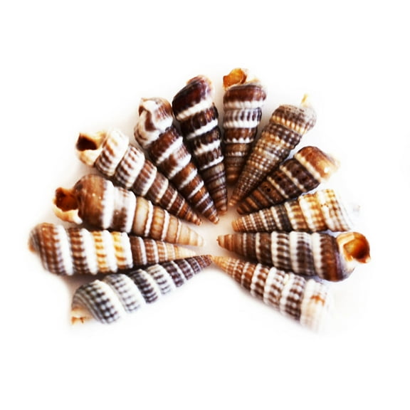 4 oz (600) Tiny"Little Unicorn" Shells (1/2") Beach Wedding Crafts Rhinoclavis Vase/Bottle Filling