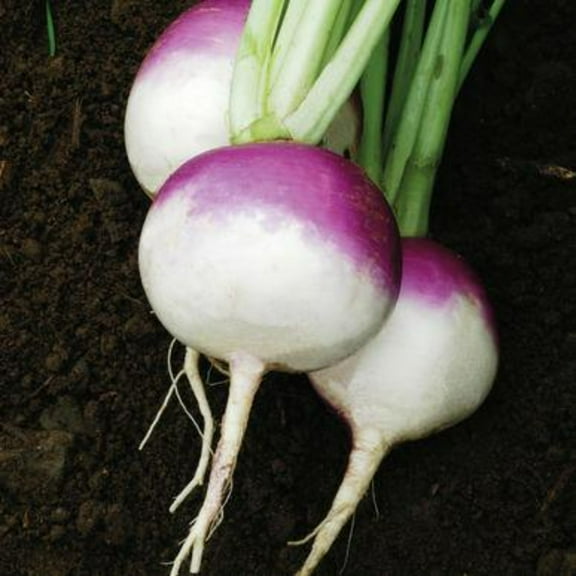 PAPAW'S GARDEN SUPPLY LLC. HELPING THE NEXT GENERATION GROW!  Purple Top White Globe Turnip 1200 Seeds