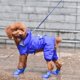thumbnail image 5 of Botas de lluvia impermeables, antideslizantes, de goma, para perros pequeños, medianos y grandes, para exteriores, 4 unidades, accesorios para mascotas, 5 of 5