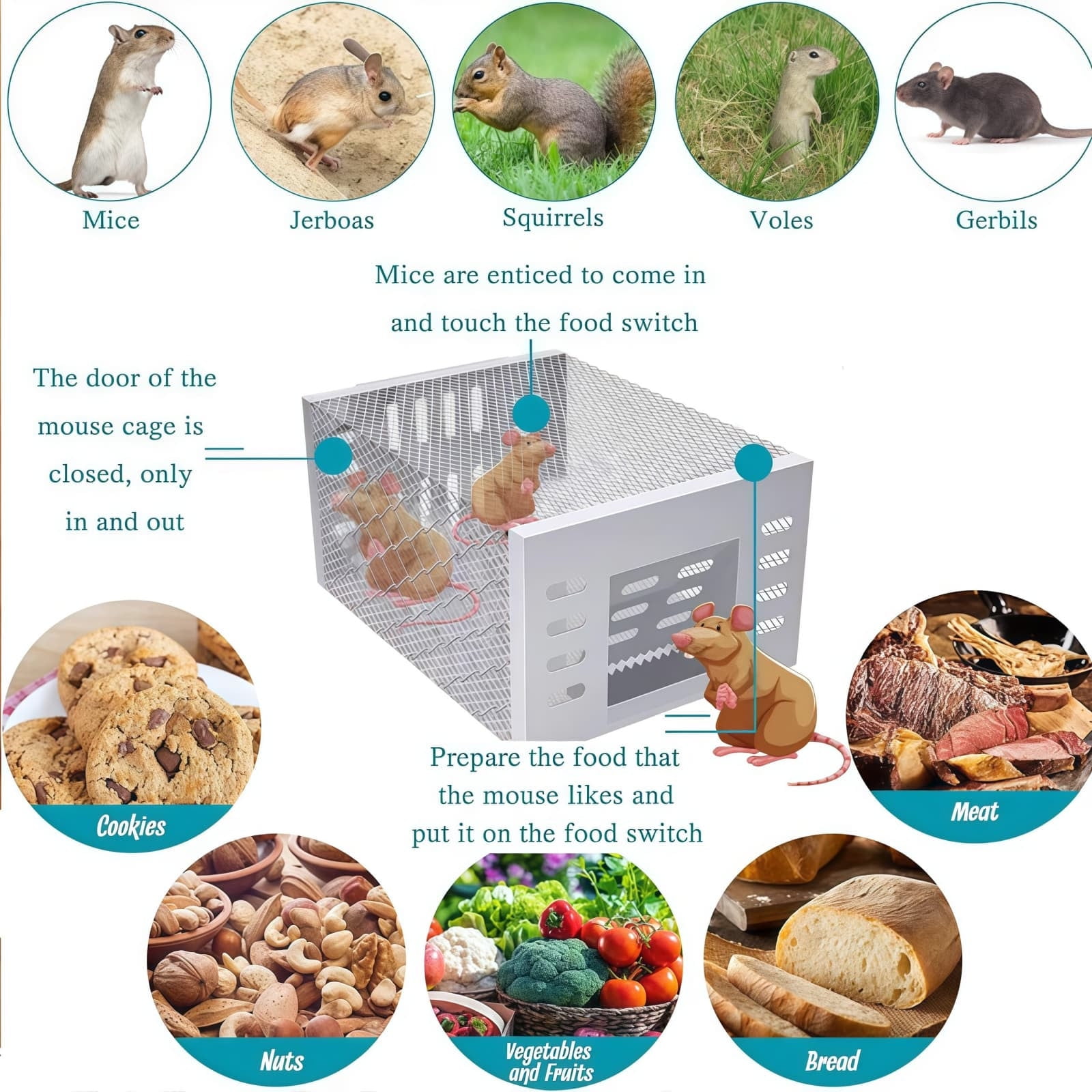 Humane Mouse Trap, Escape Proof Transparent Rodent Catcher, Safe for Families and Pets, for Indoor Use, Kitchen, Basement, Garage Pest Control