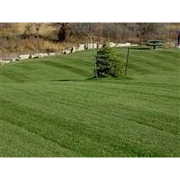 Midnight Kentucky Bluegrass Seed - 5 Lbs.