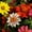 Mix, variant on Zahara Series Zinnia Flower Double Cherry ~10 Seeds – Annual, Compact 12–18" Plants, 50–60 Days to Bloom – Heat & Disease Resistant – Indoor/Outdoor Garden Use – Mixed Colors – AAS Winner – Non-GMO