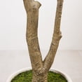thumbnail image 6 of DR.Planzen 7ft Dense Artificial Olive Tree - Faux Olive Plant for Indoor & Outdoor Decor - Adjustable Branches - UV Resistant Realistic Olive Tree in White Planter, 6 of 11