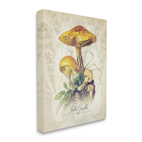 Stupell Industries German Scientific Mushroom Study Botanical & Floral Painting Gallery Wrapped Canvas Print Wall Art