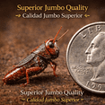 thumbnail image 3 of Chapulines Horneados Naturales (Baked Natural Grasshoppers)Jumbo150g(5.3oz)Bag Authentic Oaxacan Ready-to-Eat Snack Traditional Exotic Mexican Delicacy|High protein|GMO-FREE| Gluten Free|100% Natural, 3 of 9