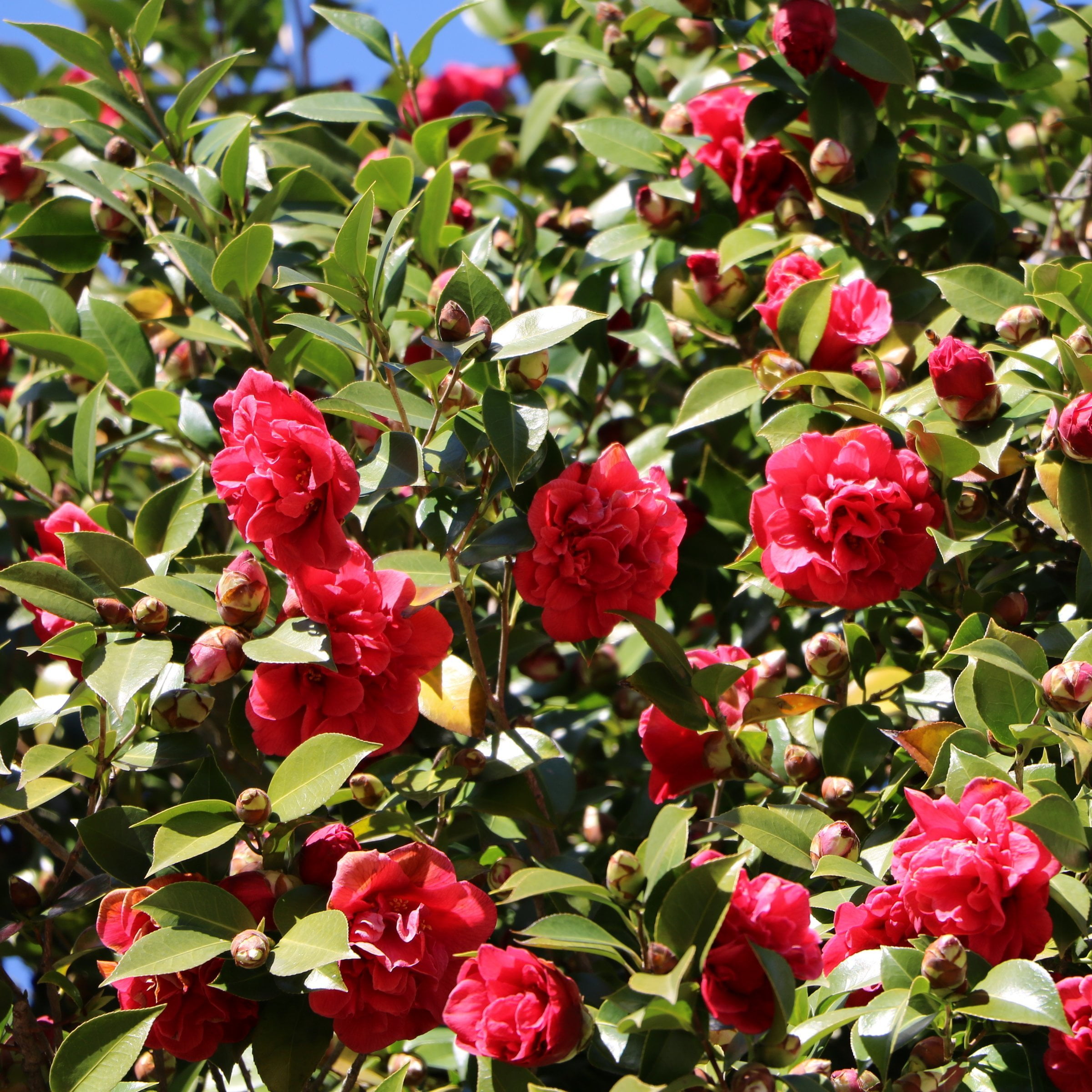 National Plant Network 1 gal. Camellia Japonica April Tryst Shrub