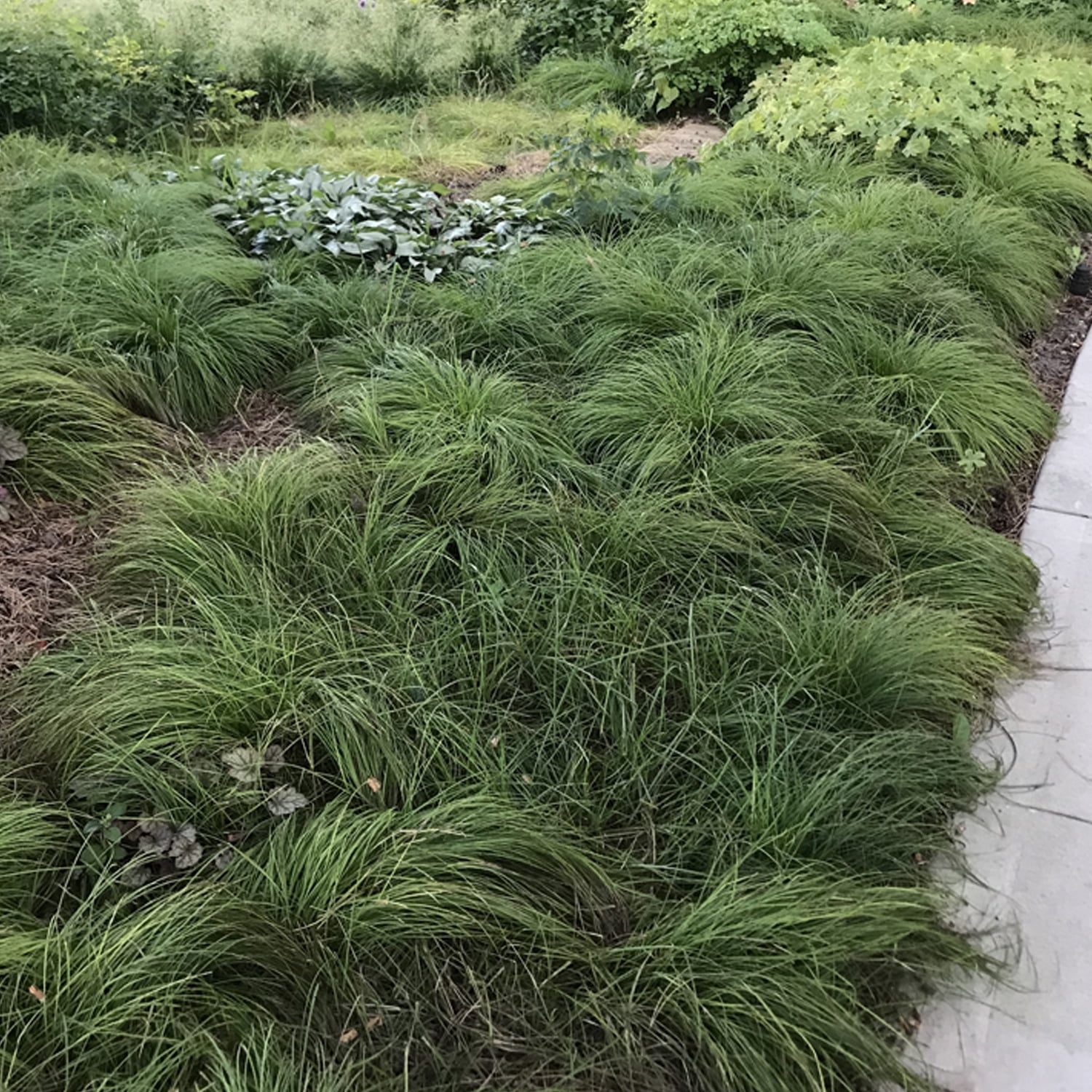 Van Zyverden Ornamental Grass Prairie Dropseed One Potted Plant Green Partial Sun Ornamental/Decorative 1 lb