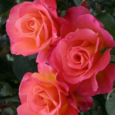 Van Zyverden Roses Mikado 1 Plant Root Stock Multi-Color Part Sun