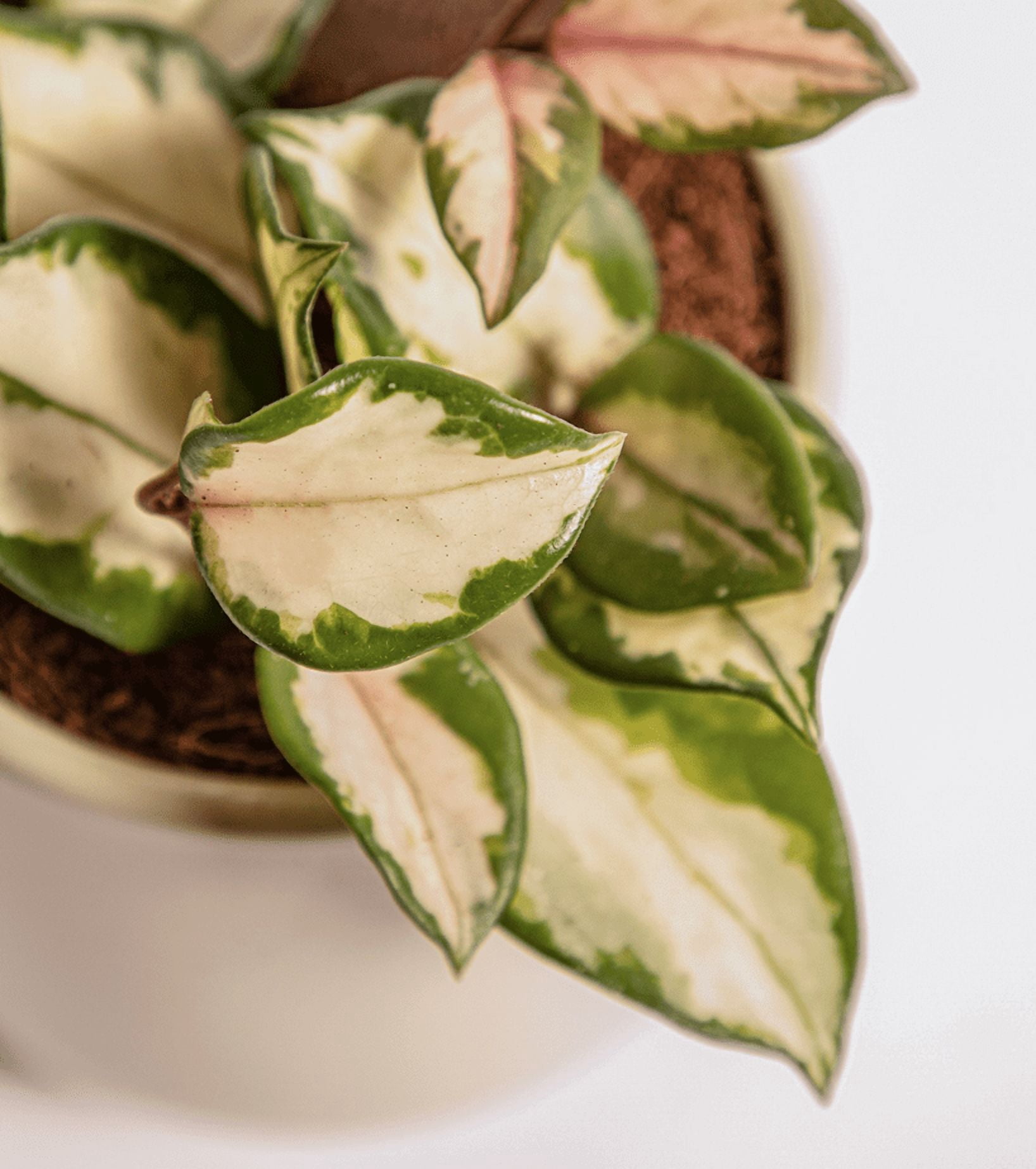 Hoya Carnosa Tricolor Plant Live for Planting, Tricolor Hoya Carnosa Plant in 2 Inch Pot for Indoor Outdoor