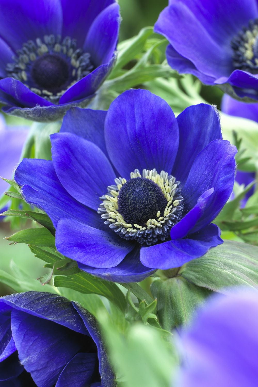 Bulbe à Fleur Tasc-Anémone Coronaria De Caen M. Fokker