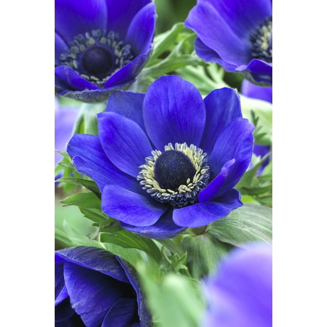 Tasc Flower Bulb-Anemone Coronaria De Caen Mr. Fokker