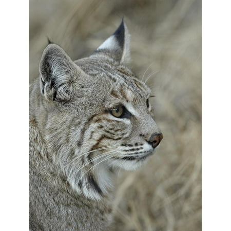 Bobcat (Lynx Rufus), Living Desert Zoo and Gardens State Park, New Mexico, USA, North America Print Wall Art By James