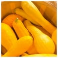 thumbnail image 3 of Everwilde Farms - 20 Organic Prolific Straightneck Summer Squash Seeds - Gold Vault Jumbo Bulk Seed Packet, 3 of 4