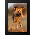 thumbnail image 2 of Jimmyz 11x14 Black Modern Framed Museum Art Print Titled - Hyena Stare, 2 of 5