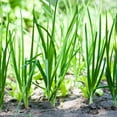 thumbnail image 3 of 10 Egyptian Walking Onions Live Plants, Perennial Onion Plants, 1 Year Old Walking Onion for Outdoor Garden, 3 of 5