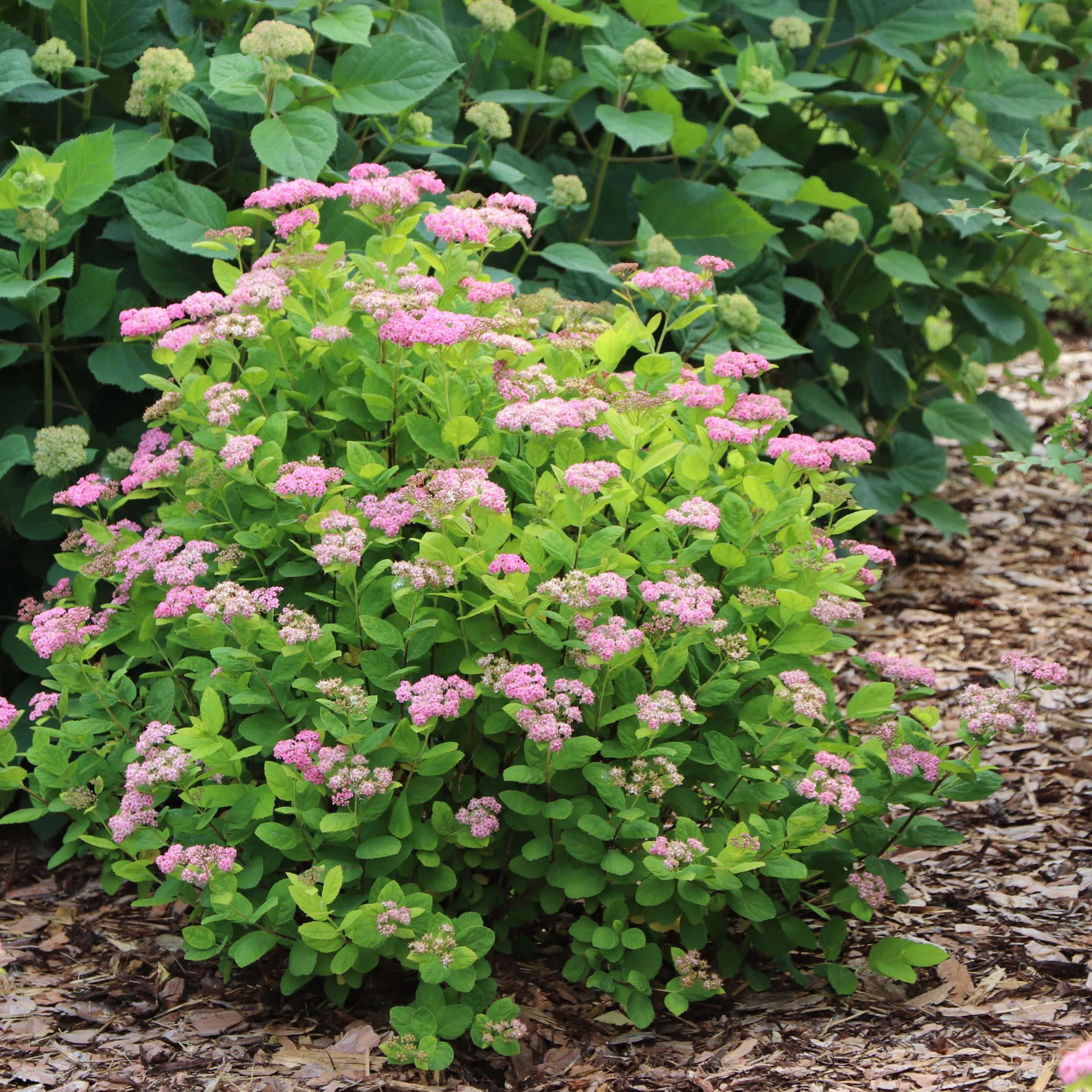 Proven Winners ColorChoice 5" Glow Girl Pink Birchleaf Spirea Live Plant in 4.5" Pot (4 Count)