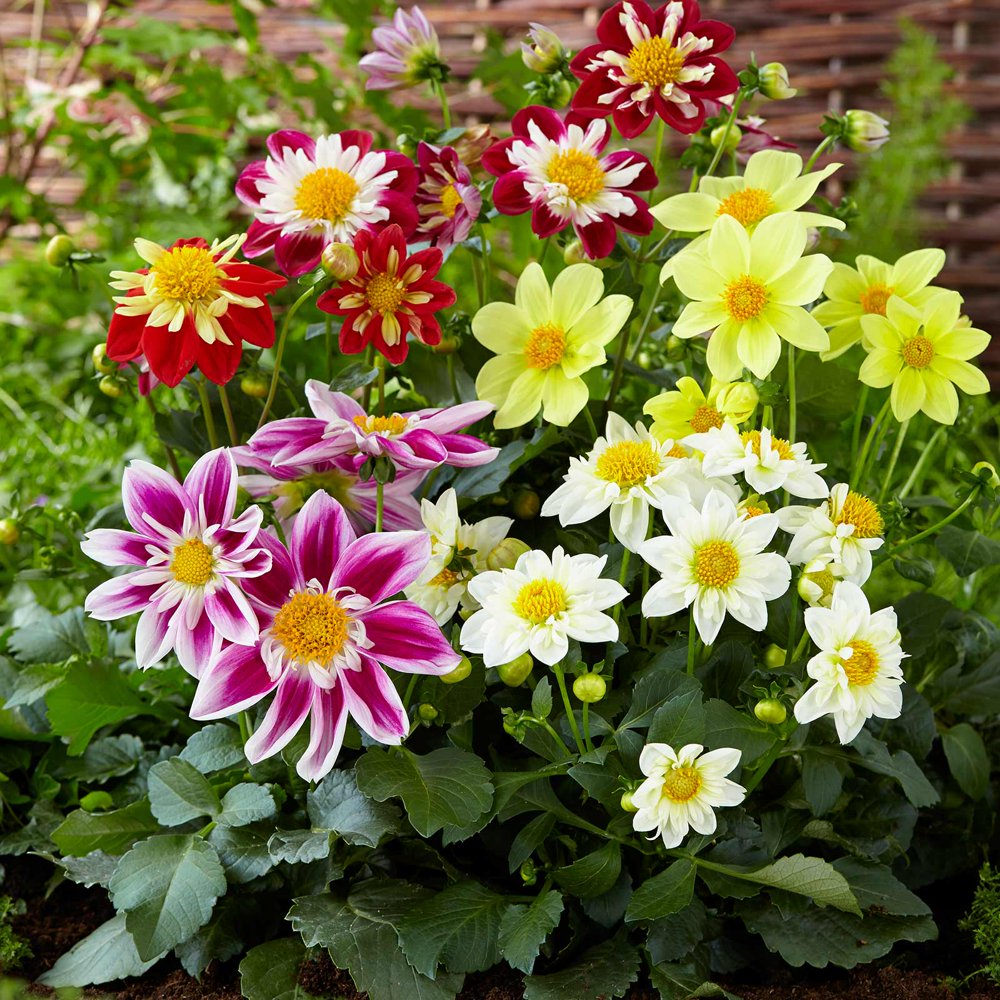 Harlequin Dahlia Flower Seeds 500 Seeds Annual Flower Garden Seeds