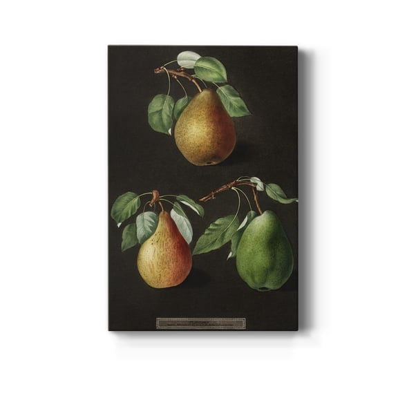 Pear (Pyrus) Premium Gallery Wrapped Canvas - Ready to Hang - 8 x 12