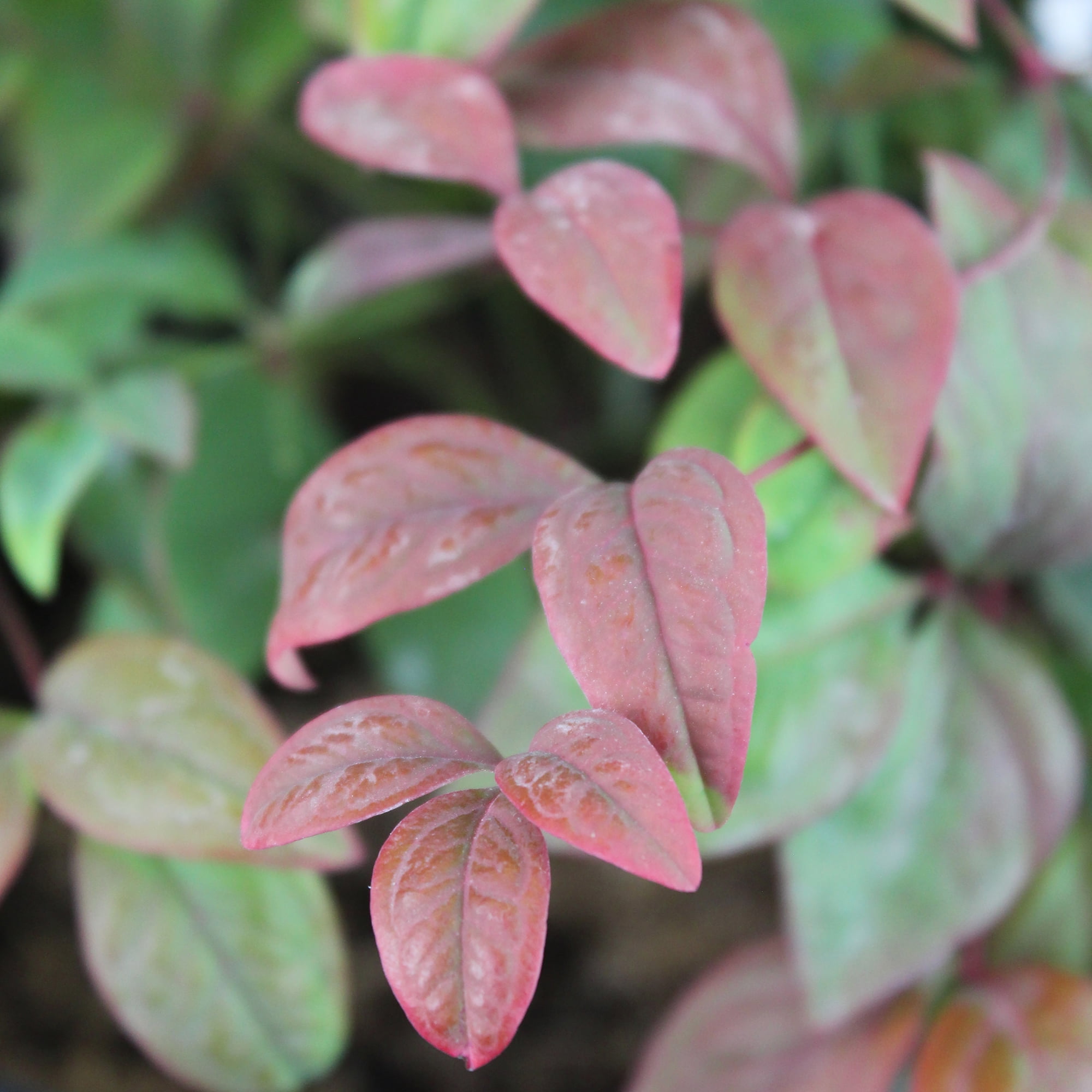 Expert Gardener 2.25G Nandina Domestica Nana Live Plant Full Sun