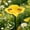 Yellow-Free Size/YE, variant on Flower Shaped Pollinator Waterer Feeder With Metal Stake Outdoor Garden Decor Butterfly Hummingbird Feeder For Yard Backyard Patio Insect Waterer