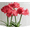 c, variant on Amaryllis bulbs   Home Garden Decoration Bright for Planting Perennials Bulbs for Planting Pots to Grow